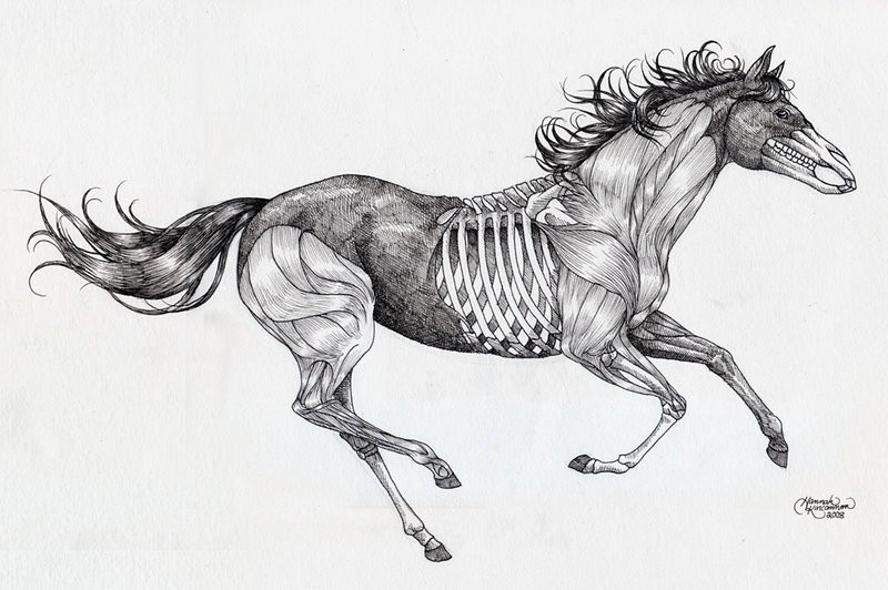 Grey-ink running half-skeleton horse tattoo design by Painting Gael