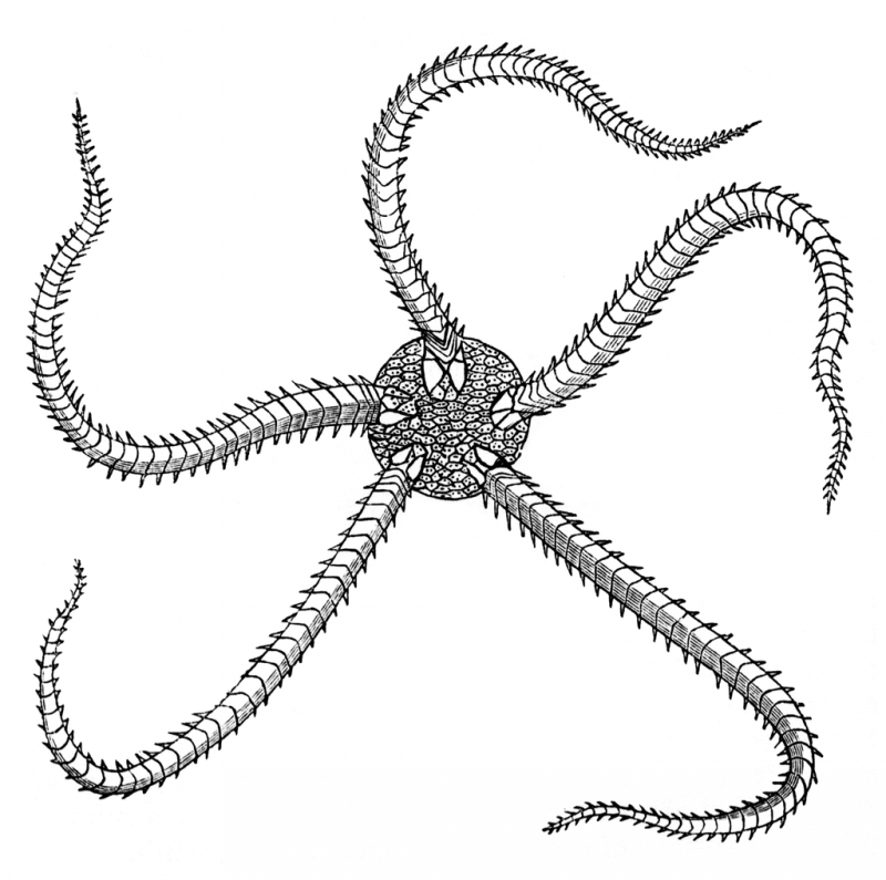 Grey-ink starfish with worm rays tattoo design