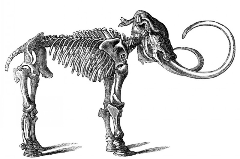 Grey die-hard standing mammoth skeleton tattoo design