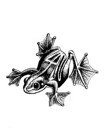 Grey frog with wide webbed legs tattoo design