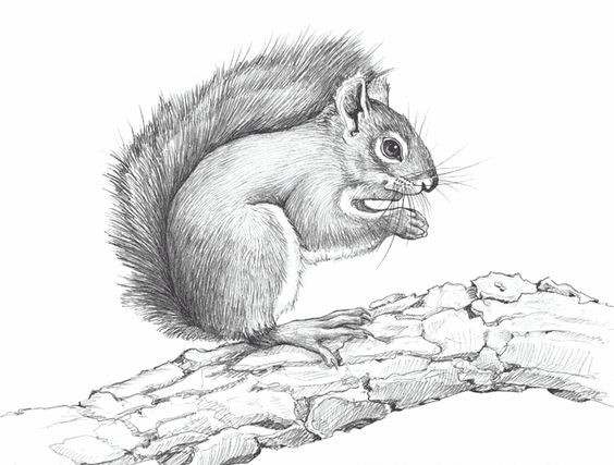 Grey pencil work squirrel sitting on thick tree branch tattoo design