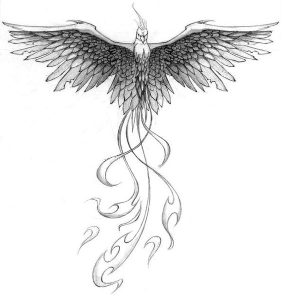 Grey pencilwork open-winged phoenix with swirly tail tattoo design