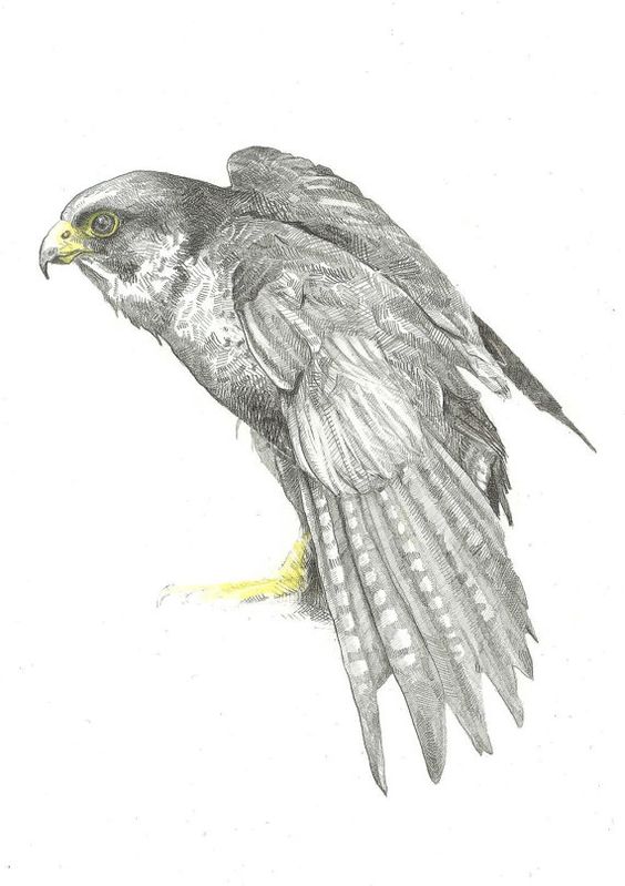 Grey sitting eagle with yellow beak and legs tattoo design