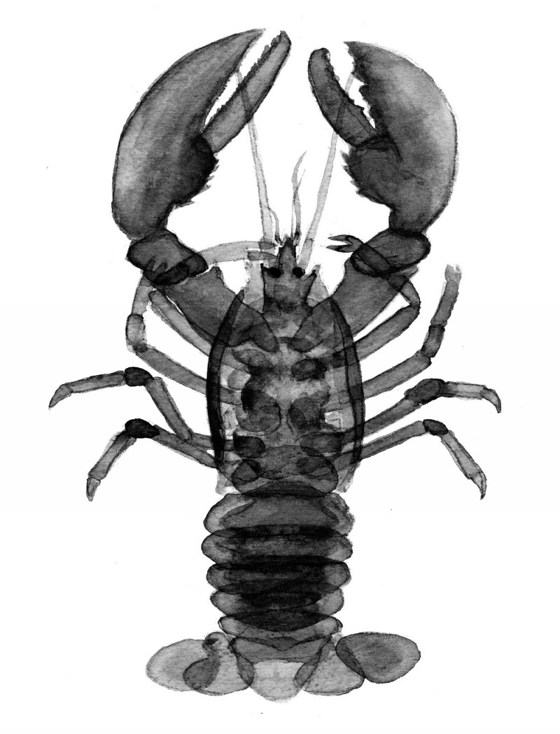 Grey watercolor lobster water animal tattoo design
