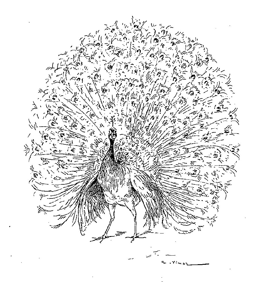 Huge-tailed peacock tattoo design