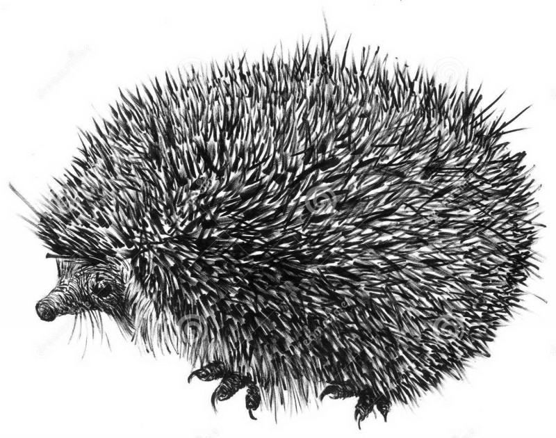 Huge black-ink spiny hedgehog tattoo design