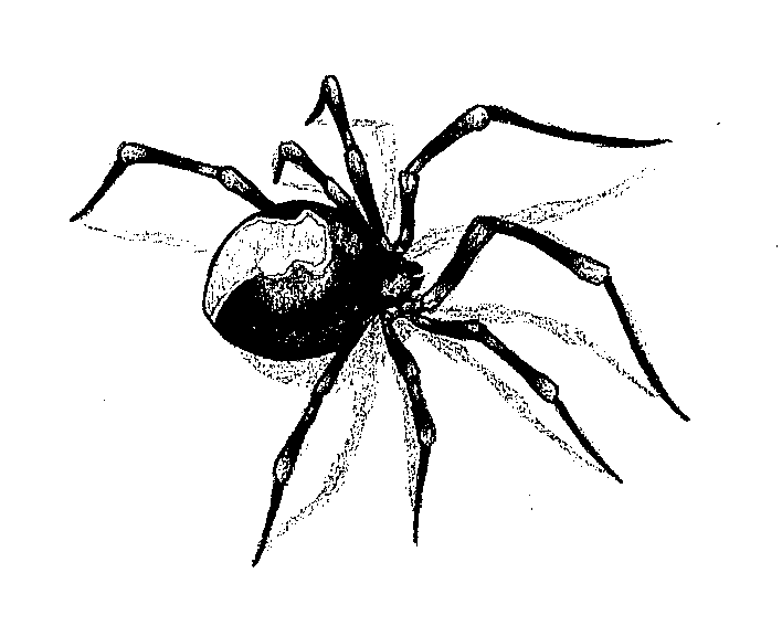 Huge black spider with shadow tattoo design by Black Spindl8
