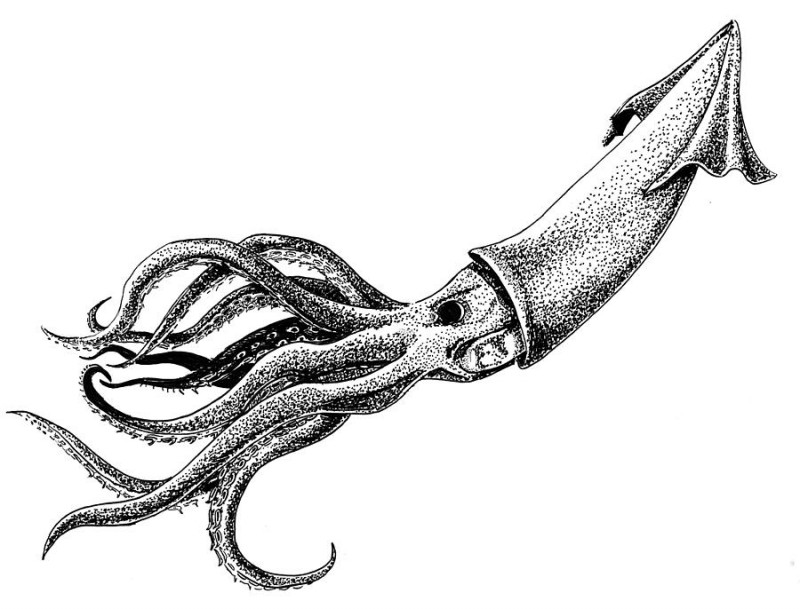 Huge dotwork humboldt squid water animal tattoo design by Lindsay Baker