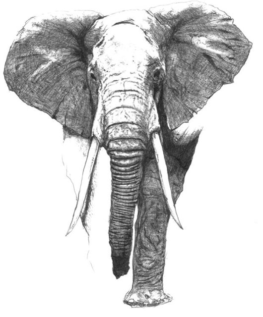 Huge grey elephant walking forward tattoo design