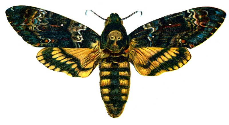 Huge yellow-and-black moth tattoo design