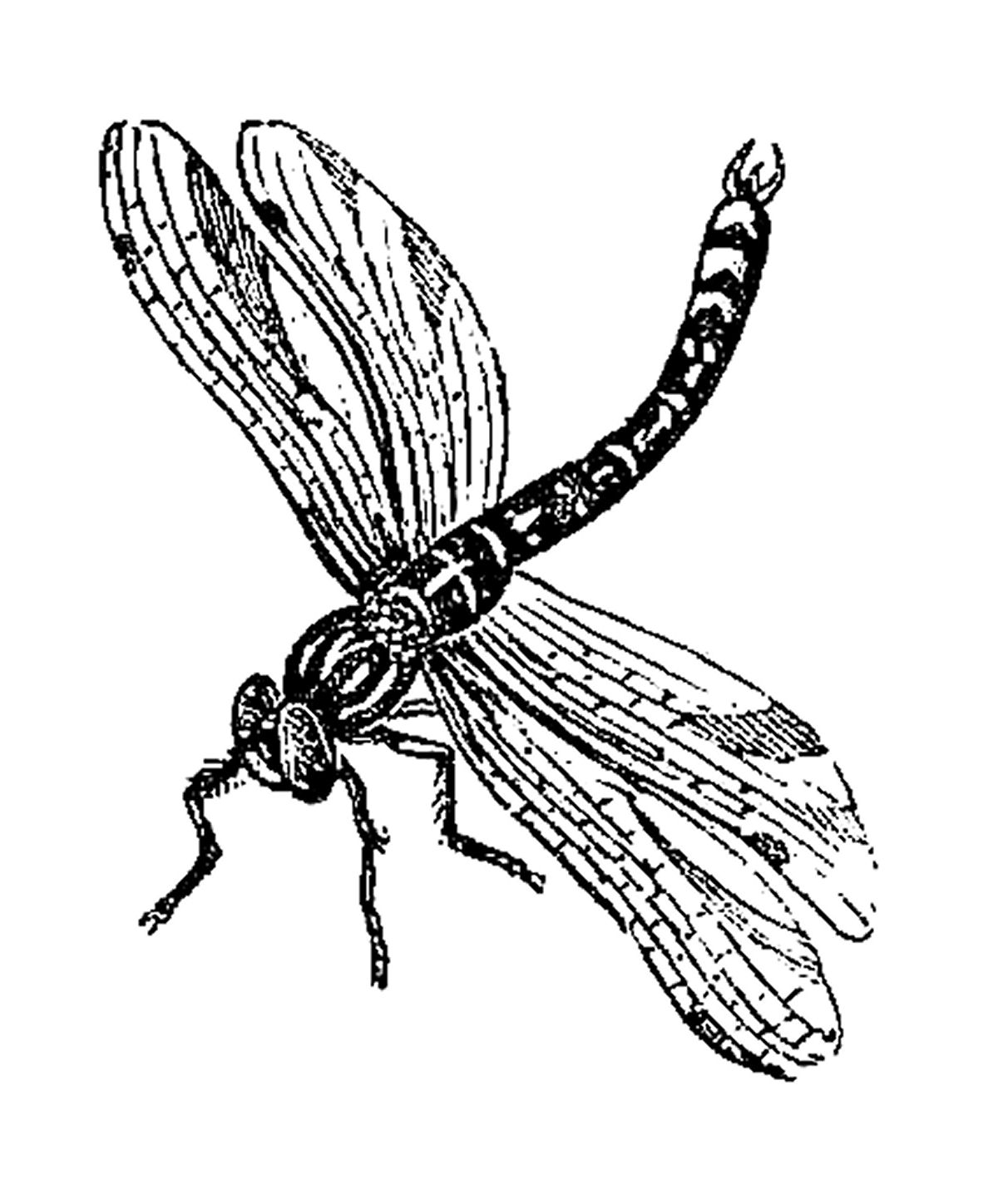Impressive black-ink dragonfly tattoo design
