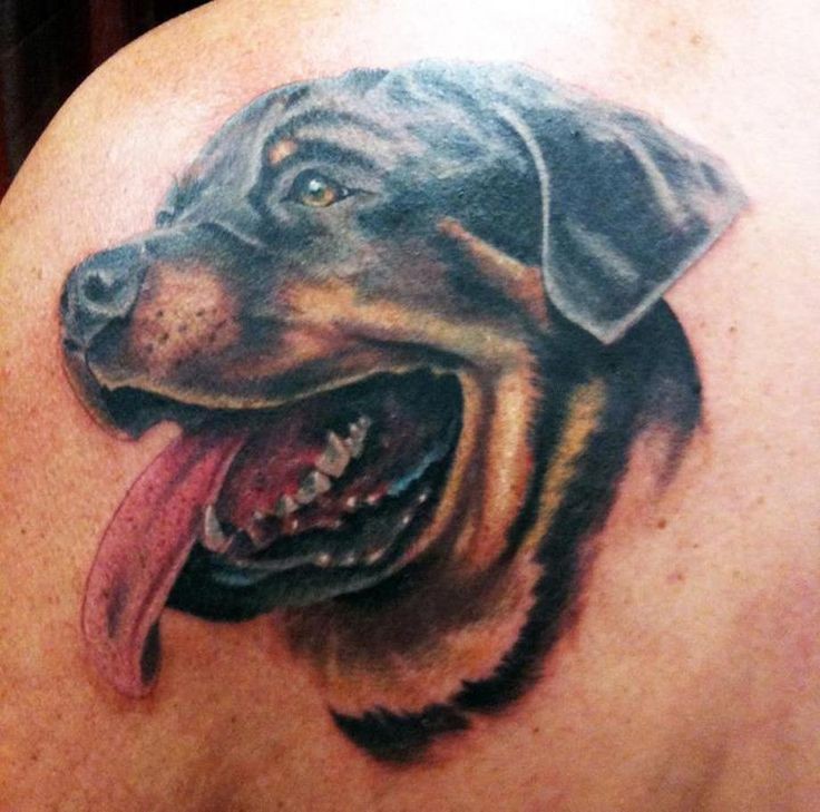 Impressive rottweiler dog head tattoo on back
