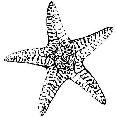 Interesting black-and-white starfish tattoo design