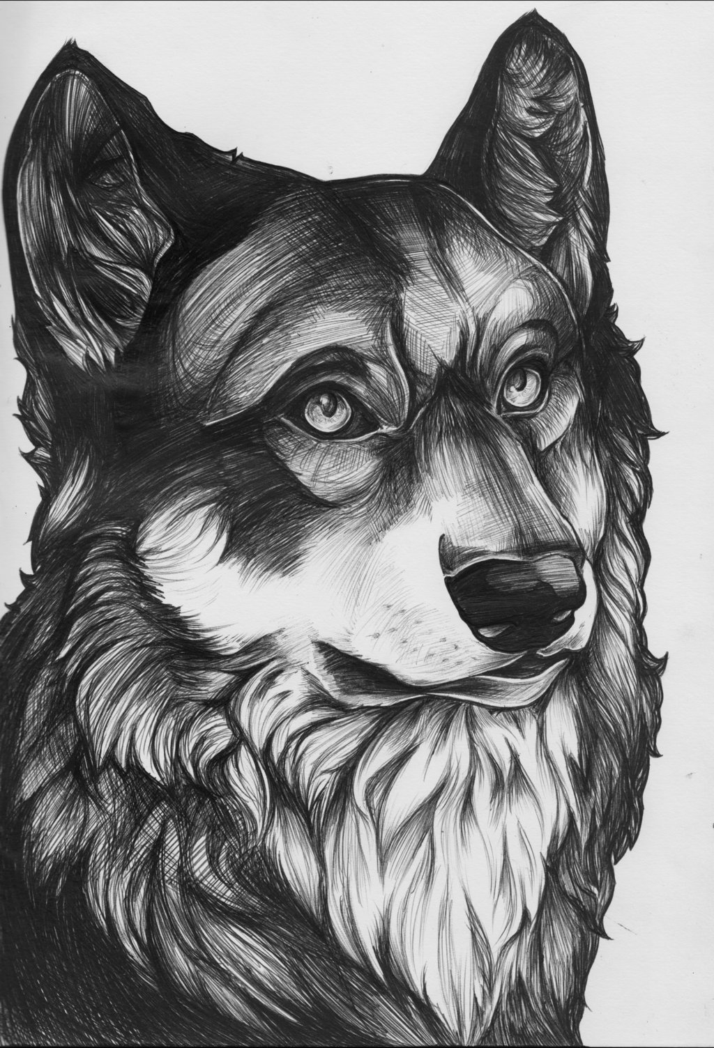 Kind-eyed wolf portrait by Blue Lioness