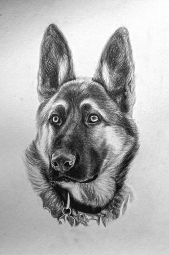 Kind black-and-white german shepherd in realistic manner tattoo design