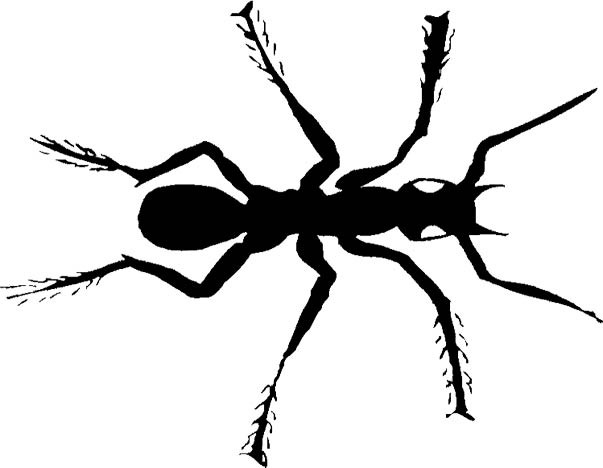 Large black ant with white eyes tattoo design