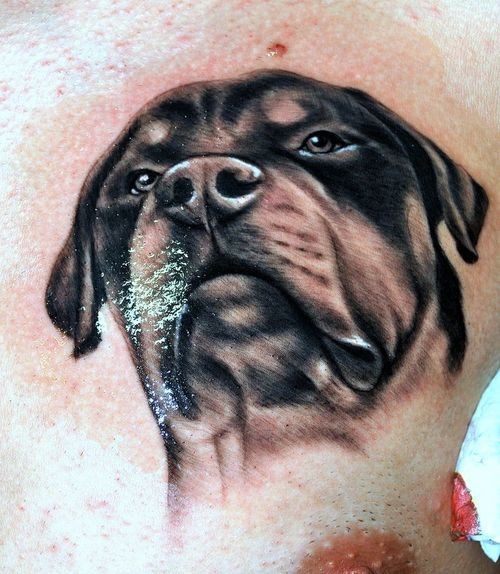 Großes grelles Brust Tattoo mit Rottweiler Kopf in Schwarz