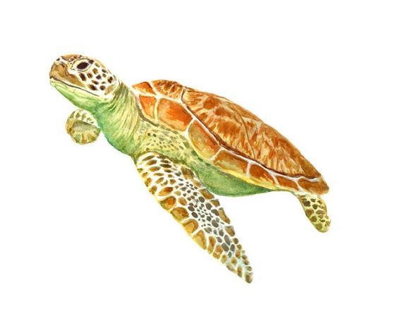 Light green body turtle with brown shell tattoo design