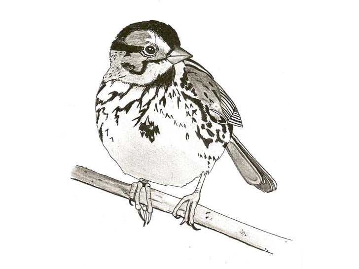 Little fluffy-feathered sparrow tattoo design