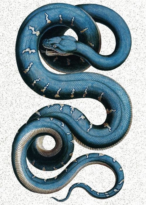 Long strong blue curled reptile tattoo design