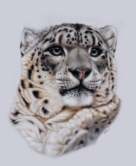 Lordy colorful snow leopard portrait tattoo design