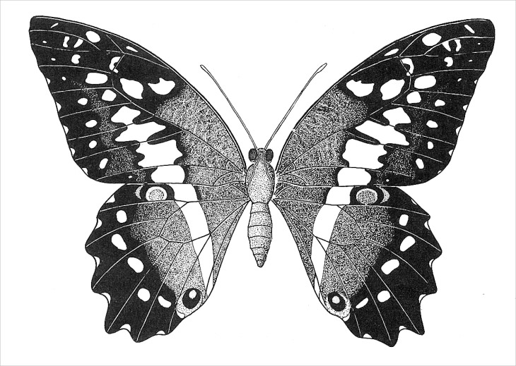Lovely big dotwork butterfly tattoo design