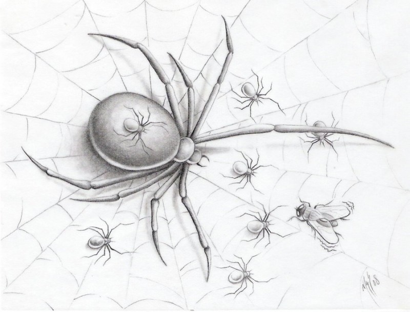 Lovely grey spider mommy and her babies on net tattoo design