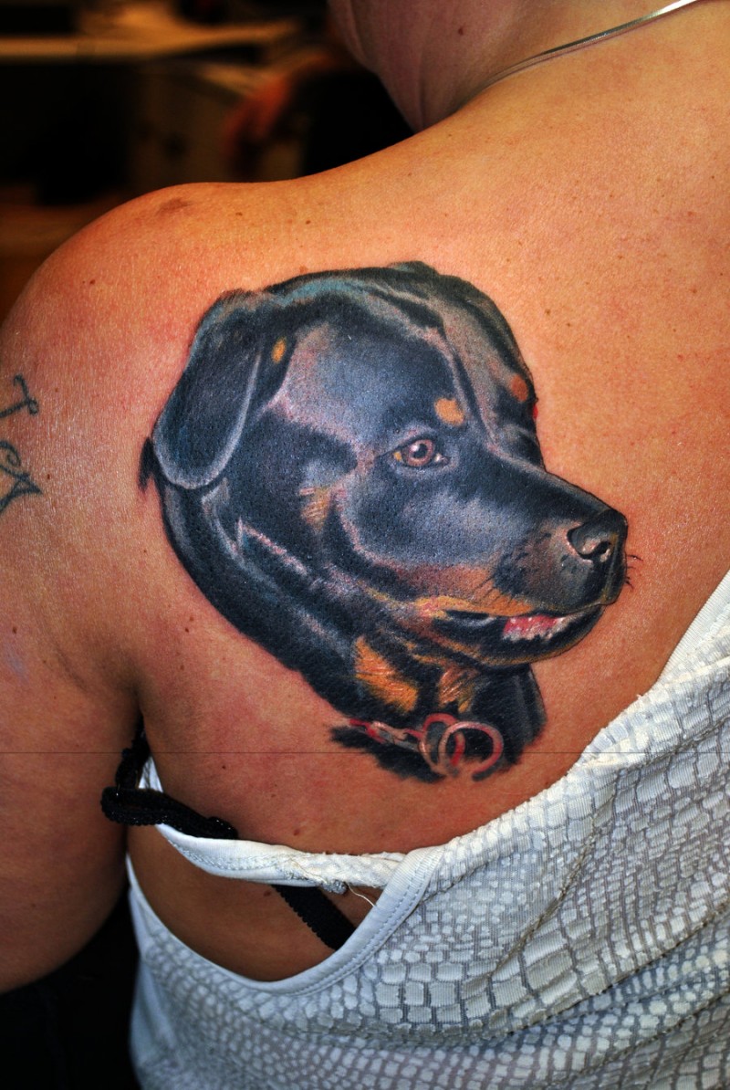 Lovely realistic color-ink rottweiler dog tattoo on back