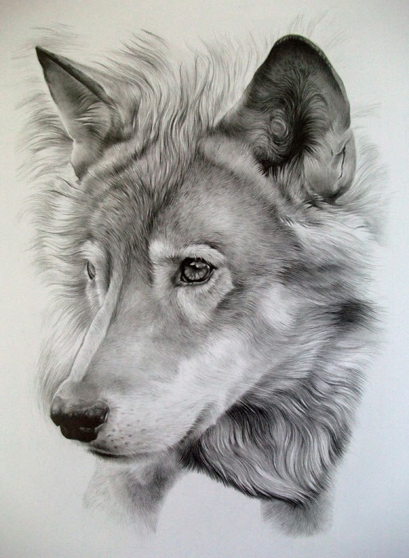 Lovely realistic wolf portrait tattoo design