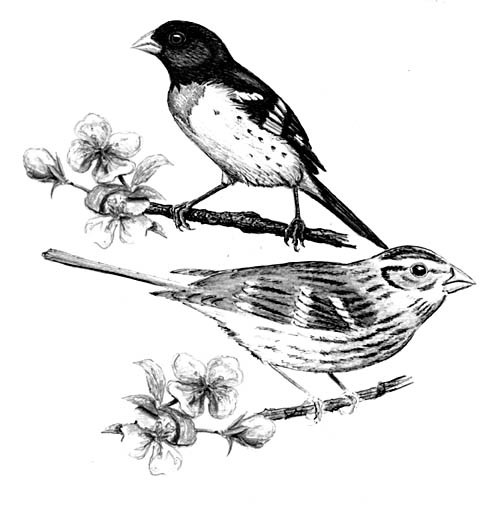 Lovely sparrows sitting on cherry blossom branches tattoo design