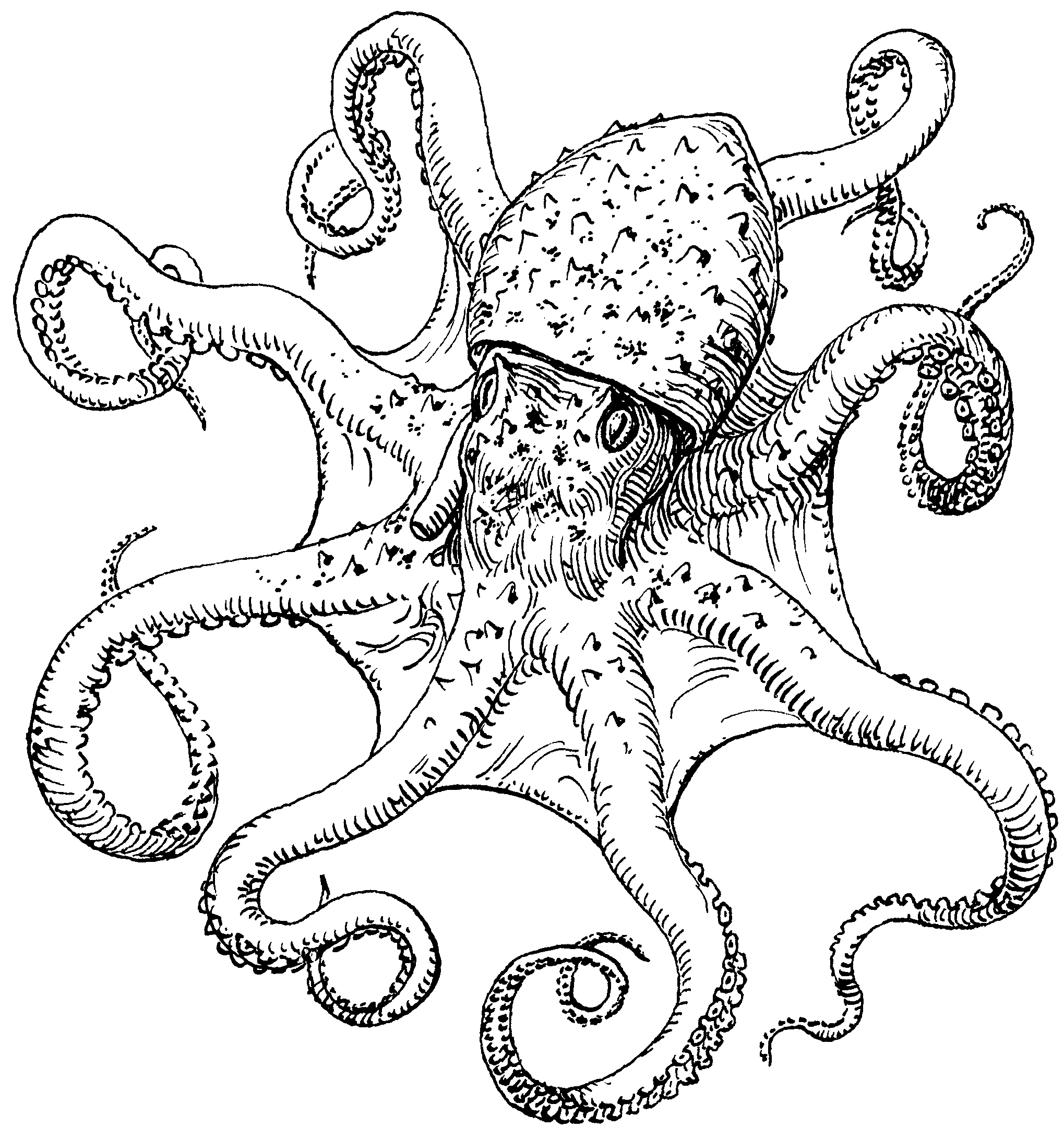 Lovely uncolored octopus tattoo design