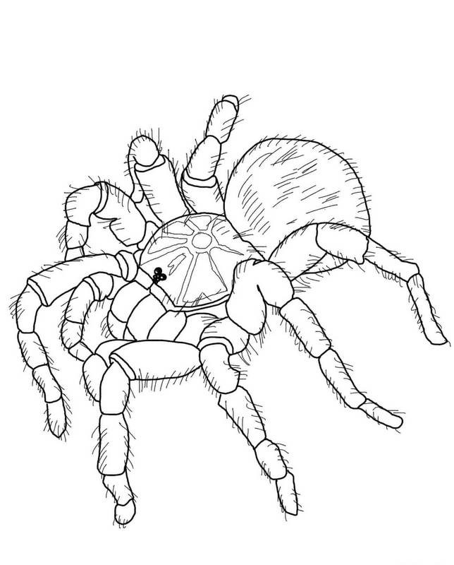 Lovely uncolored tarantula spider tattoo design