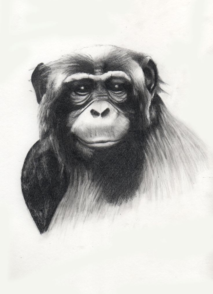 Luxury grey-ink chimpanzee portrait tattoo design