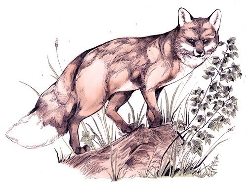 Natural fox standing on rock tattoo design