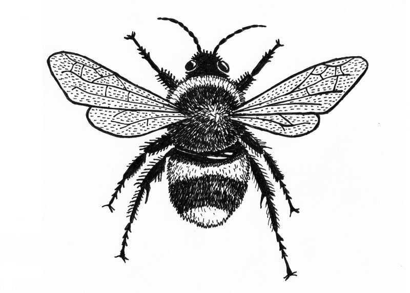Nice black-and-white bee with dotted wings tattoo design