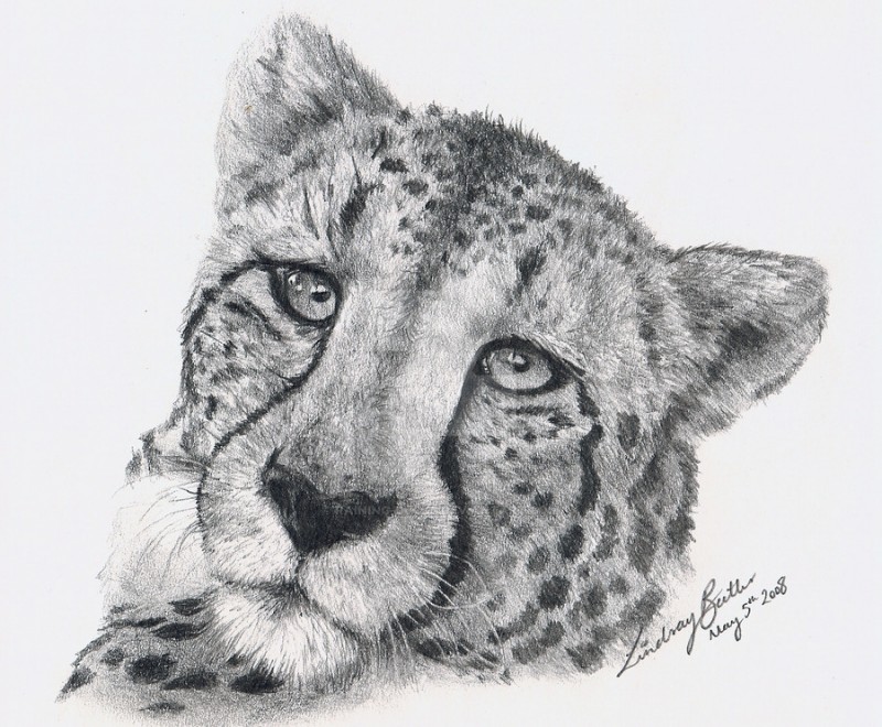 Nice grey-ink cheetah portrait tattoo design by Raining Ducks