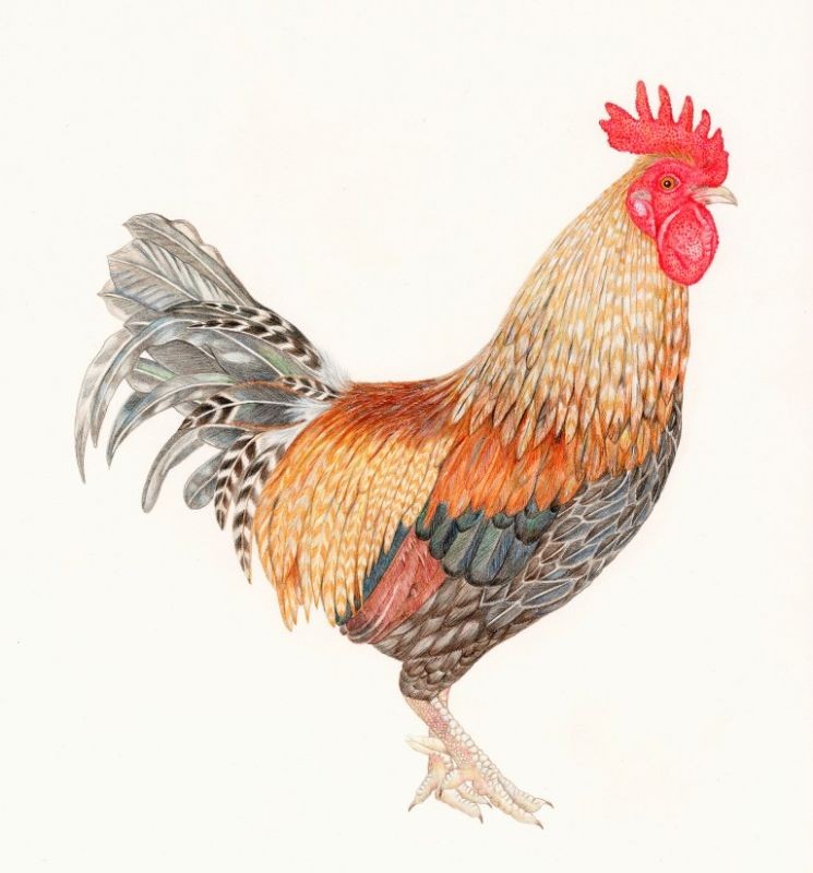 Nice realistic colorful rooster tattoo design