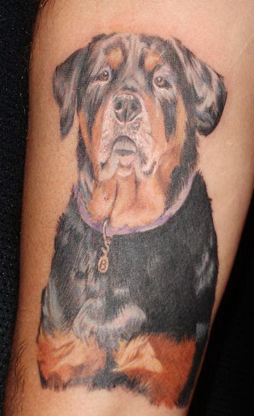 Nice realistic colorful rottweiler tattoo on arm