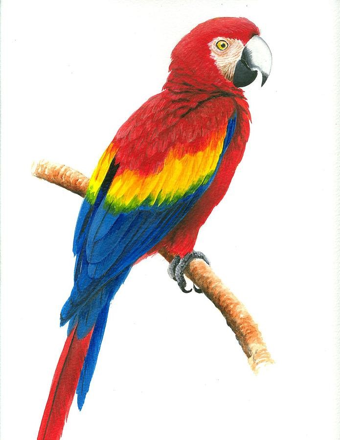 Nice realistic multicolor parrot sitting on branch tattoo design