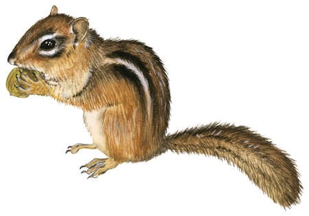 Nice small brown rodent gnawling a nut tattoo design