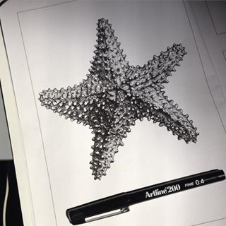 Original black-and-white horned starfish tattoo design