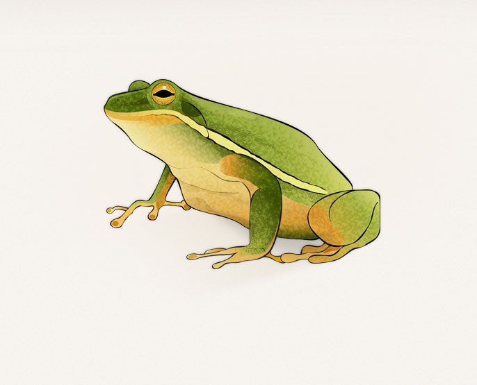 Original cartoon colored frog tattoo design