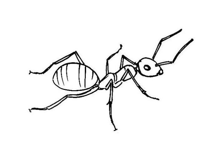 Outline drawing crawling ant tattoo design