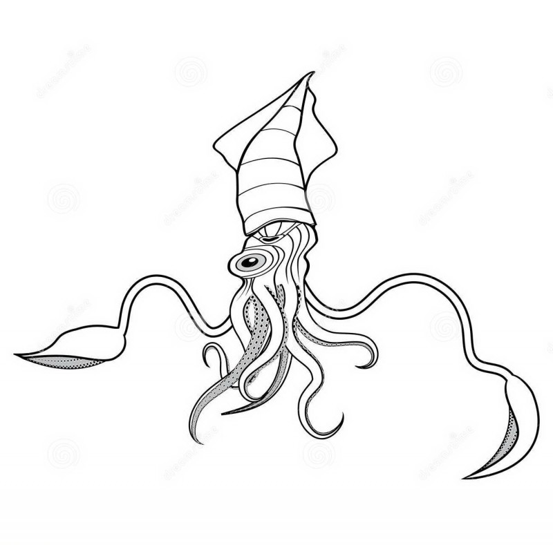 Outline squid water animal with grey tentacles tattoo design