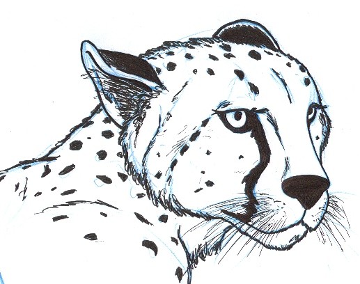 Pencil work cheetah portrait looking forward tattoo design