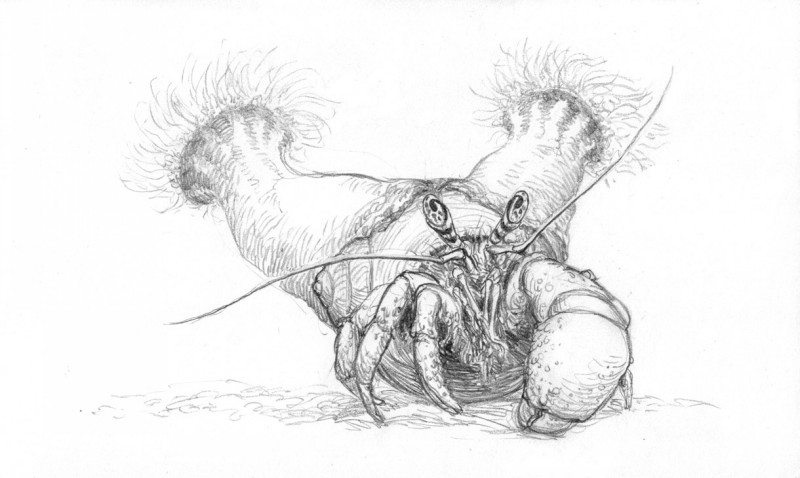 Pencil work hermit crab with double anemones tattoo design