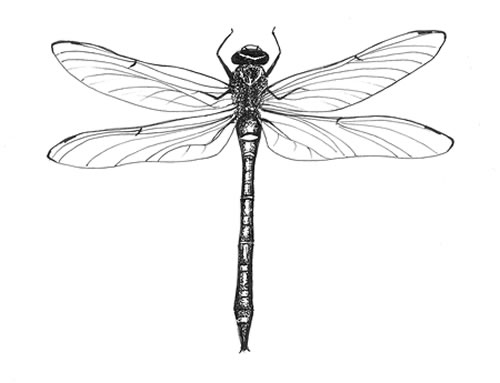 Plain black-ink dragonfly tattoo design
