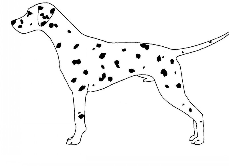 Plain spotted dalmatian dog tattoo design