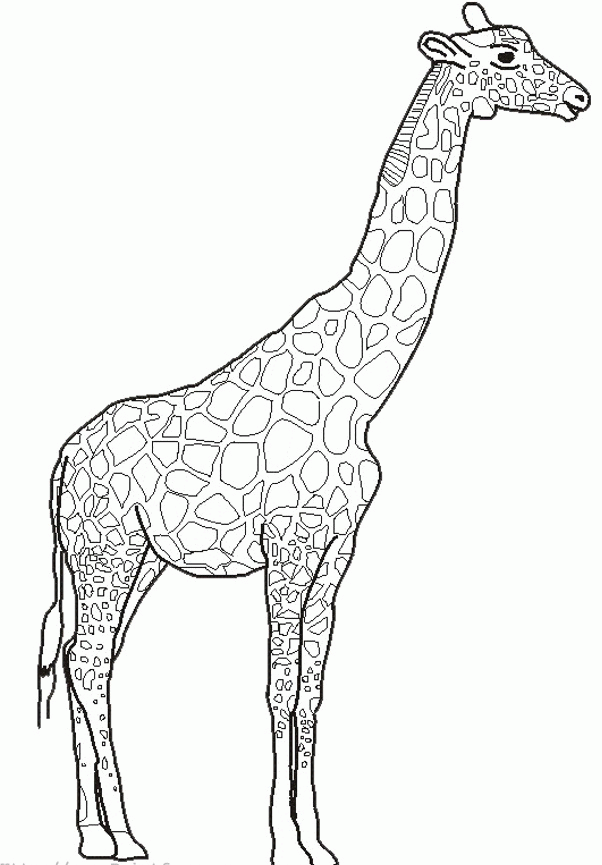 Plain uncolored giraffe tattoo design