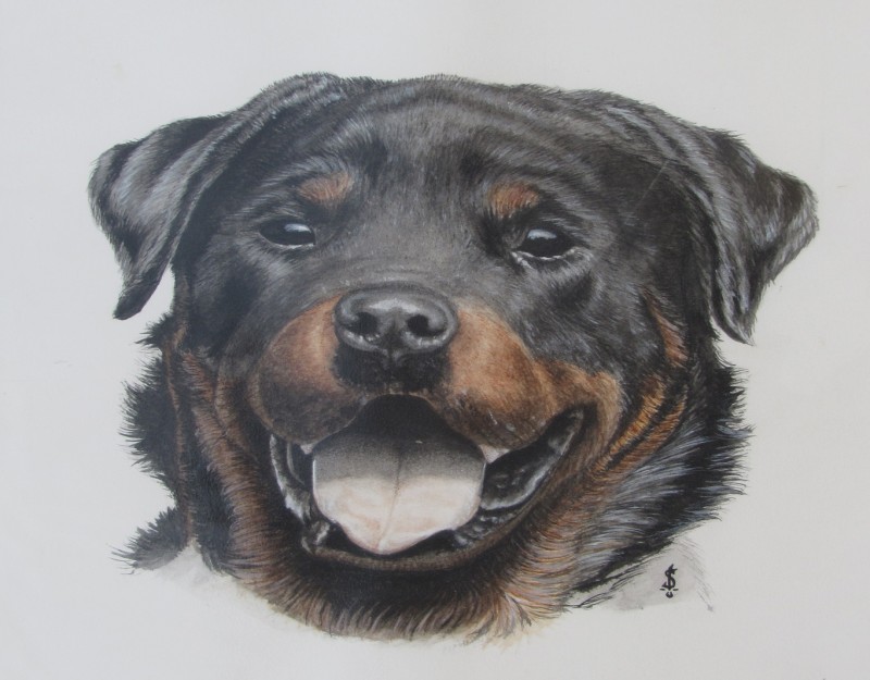 Pleased colored rottweiler face tattoo design by Wampirew